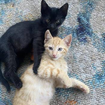 Arson -  Domestic Short Hair Cat for Adoption in Los Angeles, California - Arson | PetCurious