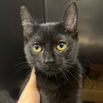 Lillian -  Domestic Short Hair Cat for Adoption in Nashville, Tennessee - Lillian | PetCurious