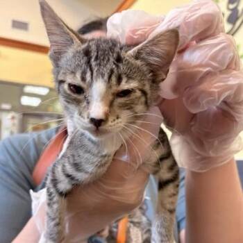 Gonzo -  Domestic Short Hair Cat for Adoption in Lynchburg, Virginia - Gonzo | PetCurious