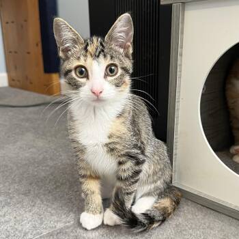 Almond -  Domestic Short Hair Cat for Adoption in Stoughton, Wisconsin - Almond | PetCurious