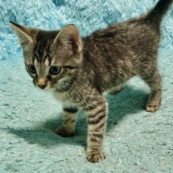 Rescue Tabby and Domestic Short Hair Cats for Adoption in Knoxville, Tennessee - Cricket | PetCurious