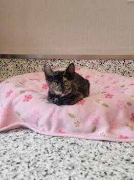 Shortbread -  Domestic Short Hair Cat for Adoption in Fergus Falls, Minnesota - Shortbread | PetCurious