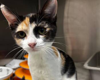 Lilim -  Domestic Short Hair Cat for Adoption in Raleigh, North Carolina - Lilim | PetCurious