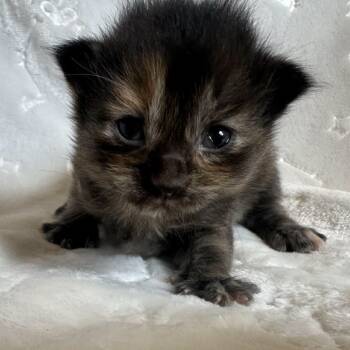 Rescue Domestic Short Hair Cats for Adoption in Monroe, Michigan - Daiquiri | PetCurious