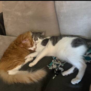 Jonathon -  Domestic Short Hair Cat for Adoption in Vallejo, California - Jonathon | PetCurious