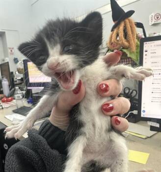 Rescue Domestic Short Hair Cats for Adoption in Dallas, Texas - COOKIE | PetCurious