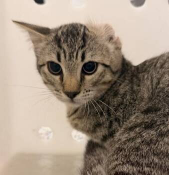Tazzy -  Domestic Short Hair Cat for Adoption in Golden, Colorado - Tazzy | PetCurious