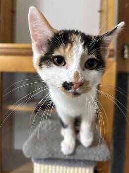 Rescue Calico Cats for Adoption in Hopewell, Virginia - Charlene | PetCurious