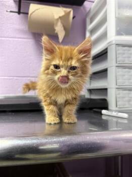 CHEESE PUFF -  Domestic Medium Hair Cat for Adoption in El Paso, Texas - CHEESE PUFF | PetCurious