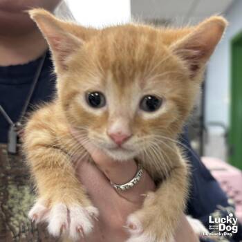 Domestic Short Hair Cats Available for Adoption - Chunk | PetCurious