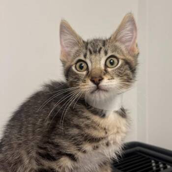 Owen -  Domestic Short Hair Cat for Adoption in Hattiesburg, Mississippi - Owen | PetCurious
