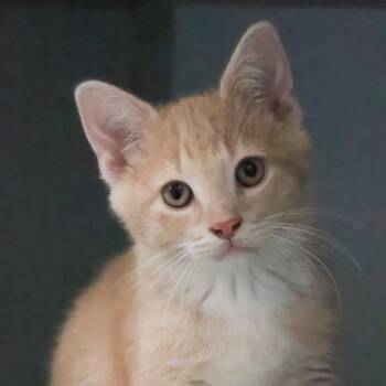 Cheddar -  Domestic Short Hair Cat for Adoption in St. Ignace, Michigan - Cheddar | PetCurious