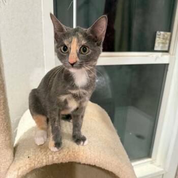 Clover -  Domestic Short Hair Cat for Adoption in Newcastle, Oklahoma - Clover | PetCurious