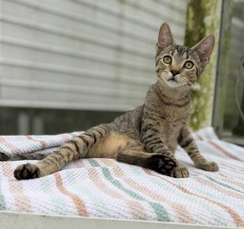 Dreamy -  Tabby and Domestic Short Hair Cat for Adoption in Homestead, Florida - Dreamy | PetCurious