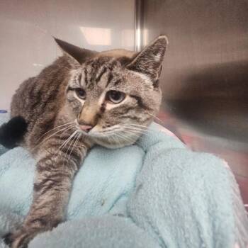 Whisper -  Domestic Short Hair Cat for Adoption in Grantsville, Utah - Whisper | PetCurious