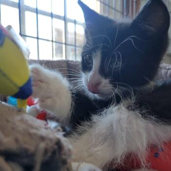 Pickleball -  American Shorthair Cat for Adoption in Clarinda, Iowa - Pickleball | PetCurious