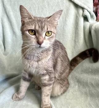 Breeze -  Domestic Short Hair Cat for Adoption in Rocky Hill, Connecticut - Breeze | PetCurious