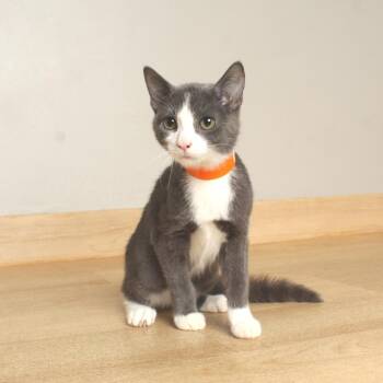Buggs C70587 -  Domestic Short Hair Cat for Adoption in Minnetonka, Minnesota - Buggs C70587 | PetCurious