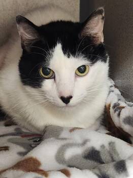 Rescue Domestic Short Hair Cats for Adoption in Aliquippa, Pennsylvania - DIOR SAPHIRE | PetCurious