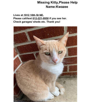 Rescue Domestic Short Hair Cats for Adoption in Rochester, Minnesota - Kwazee Is LOST 19th Ave NE And 10th St NE | PetCurious