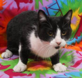 Domestic Short Hair Cats Available for Adoption in Vacaville, California - Dawn | PetCurious