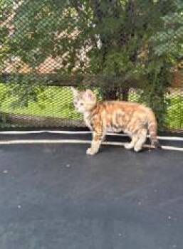 NANCY DREW -  Domestic Short Hair Cat for Adoption in Charlotte, North Carolina - NANCY DREW | PetCurious