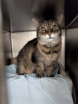 Nica -  Domestic Long Hair and Domestic Short Hair Cat for Adoption in Montreal, Quebec - Nica | PetCurious