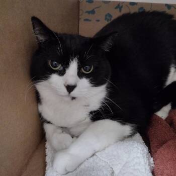 Hedy -  Domestic Short Hair Cat for Adoption in Goleta, California - Hedy | PetCurious