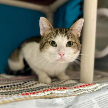 Mr. Meowgi -  Domestic Short Hair Cat for Adoption in Madison, Wisconsin - Mr. Meowgi | PetCurious