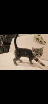 Bug -  Domestic Short Hair and Tabby Cat for Adoption in Omaha, Nebraska - Bug | PetCurious