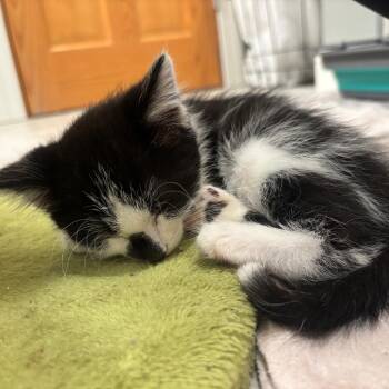 Mopple -  Domestic Short Hair Cat for Adoption in Columbia, Missouri - Mopple | PetCurious