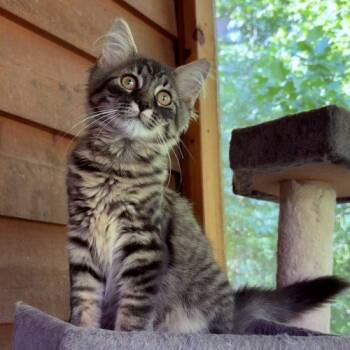 Odin -  Maine Coon and Domestic Medium Hair Cat for Adoption in Knoxville, Tennessee - Odin | PetCurious