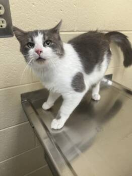Wallace -  Domestic Short Hair Cat Available for Adoption in Westland, Michigan - Wallace | PetCurious