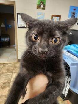 Gigi $75 fostered -  Domestic Short Hair Cat for Adoption in Seneca, South Carolina - Gigi $75 Fostered | PetCurious