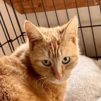 Domestic Short Hair Cats Available for Adoption - Goldie | PetCurious