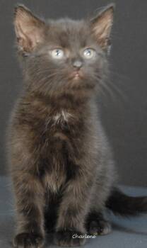 Domestic Short Hair Cats Available for Adoption in Newland, North Carolina - Stats | PetCurious