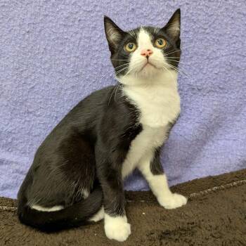 Garrison (Pre-Adoption) -  Domestic Short Hair Cat for Adoption in Chilliwack, British Columbia - Garrison (Pre-Adoption) | PetCurious