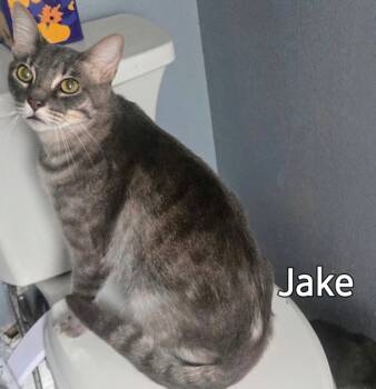 Rescue Domestic Short Hair Cats for Adoption in The Woodlands, Texas - Jake | PetCurious