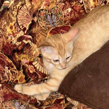 Rusty -  Domestic Short Hair Cat for Adoption in Kerrville, Texas - Rusty | PetCurious