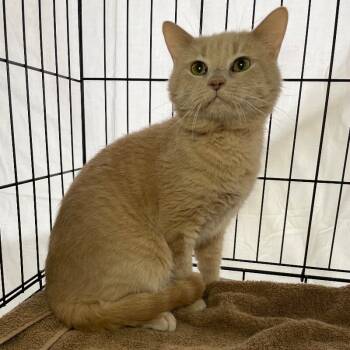 Rescue Domestic Short Hair Cats for Adoption in Roanoke, Virginia - Trip | PetCurious