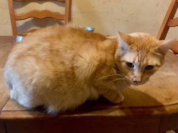 Domestic Short Hair Cats Available for Adoption - Buddy | PetCurious