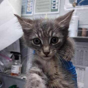 Delta -  Domestic Short Hair Cat Available for Adoption in Summerville, South Carolina - Delta | PetCurious