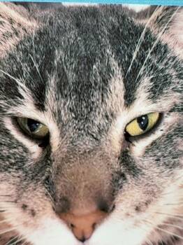 Domestic Short Hair Cats Available for Adoption - Silver | PetCurious