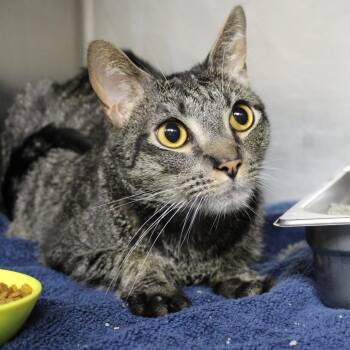 Scar -  Domestic Short Hair Cat for Adoption in Auburn, Alabama - Scar | PetCurious