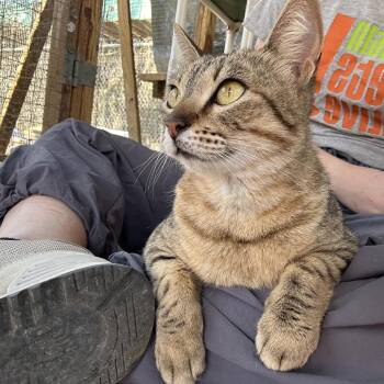 Lil Jimbob -  Domestic Short Hair Cat for Adoption in Austin, Texas - Lil Jimbob | PetCurious