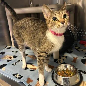 Ember -  Domestic Short Hair Cat for Adoption in Knoxville, Tennessee - Ember | PetCurious