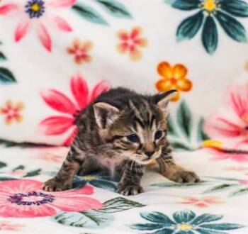 FETTY -  Domestic Short Hair Cat for Adoption in Riverside, California - FETTY | PetCurious