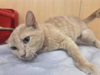 MELIS -  Domestic Short Hair Cat for Adoption in Brentwood, Missouri - MELIS | PetCurious