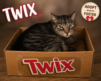 Twix (FCID# 08/20/2026 - 74 Trainer) -  Tabby Cat for Adoption in Greenville, Delaware - Twix (FCID# 08/20/2026 - 74 Trainer) | PetCurious