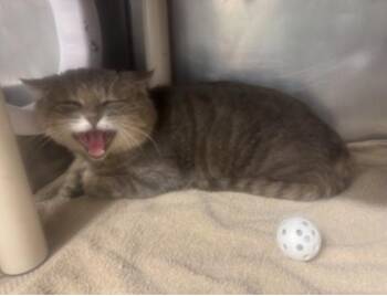 Domestic Short Hair Cats Available for Adoption - High School Dropout | PetCurious